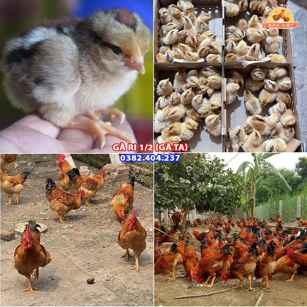 giống gà ri vàng rơm lai 1/2