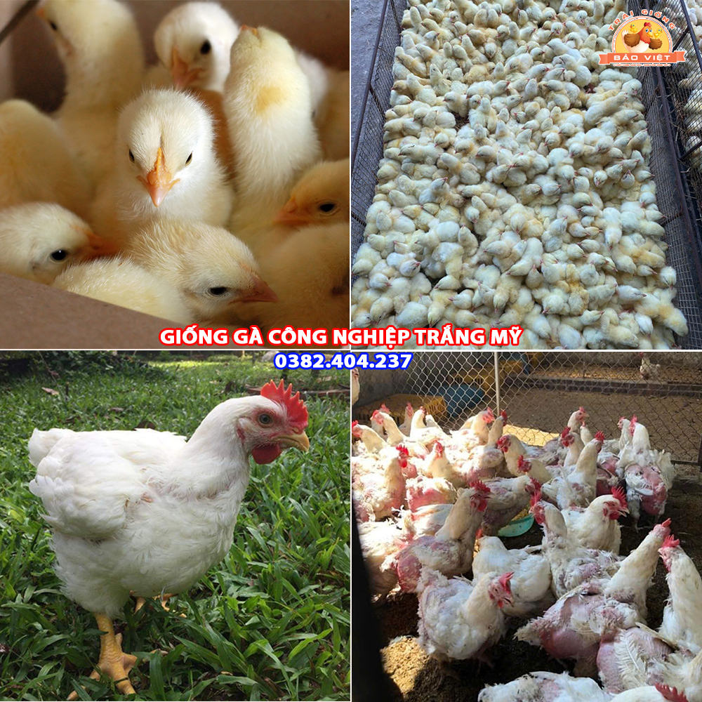 Giống Gà Công Nghiệp Trắng Mỹ