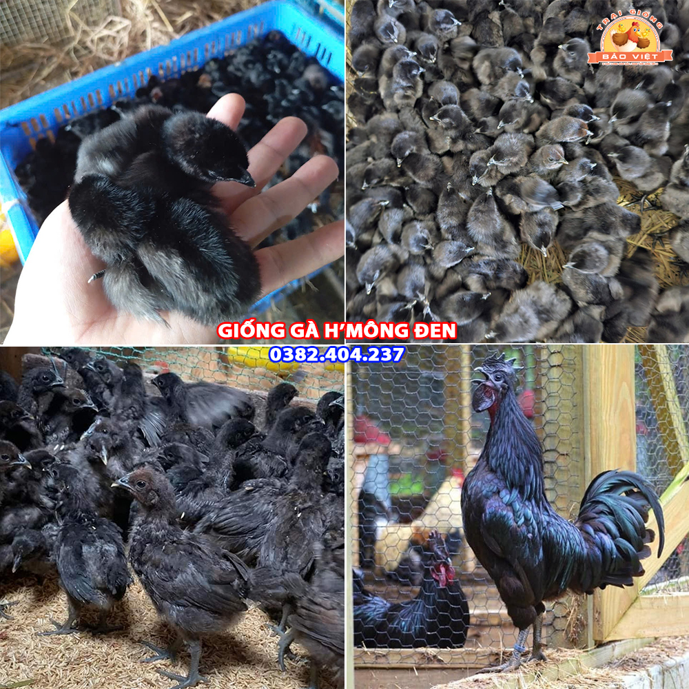 Giống Gà Đen H’Mông Thuần Chủng