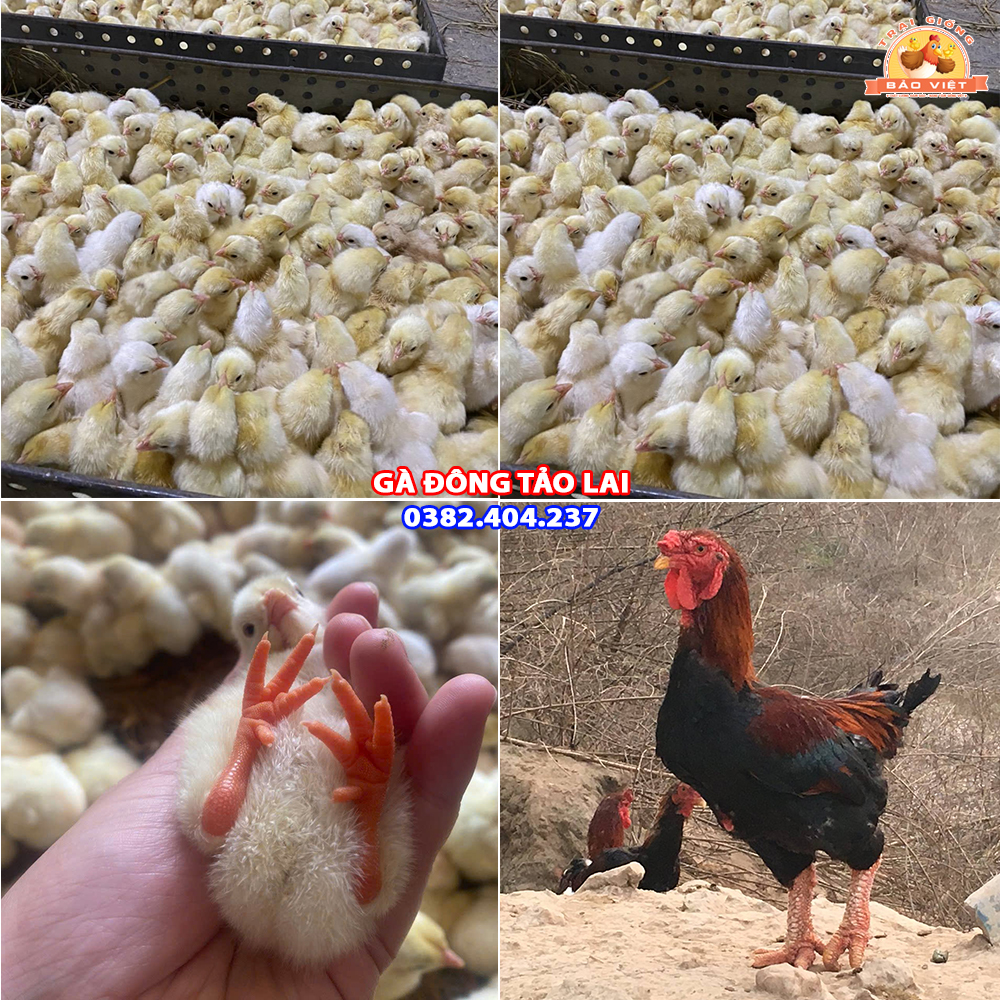 giống gà lai đông tảo chân to