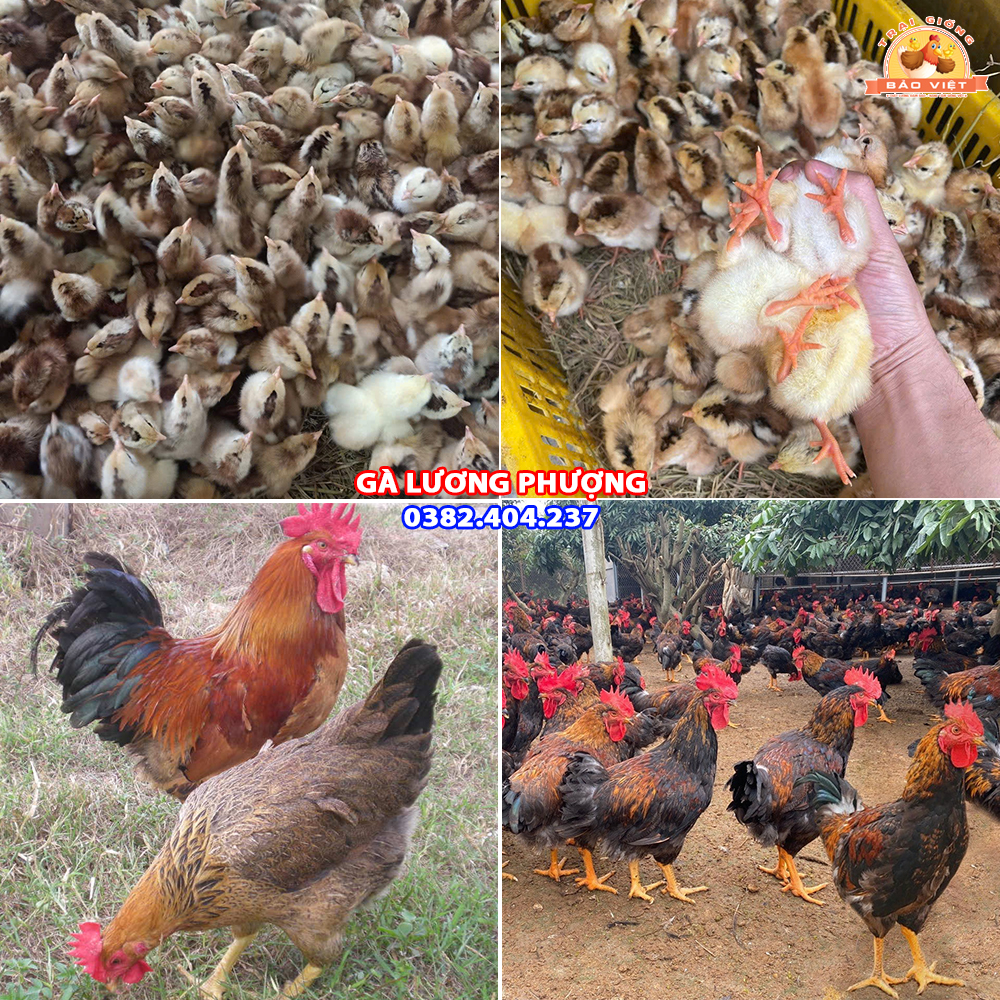 giống gà Lương Phượng