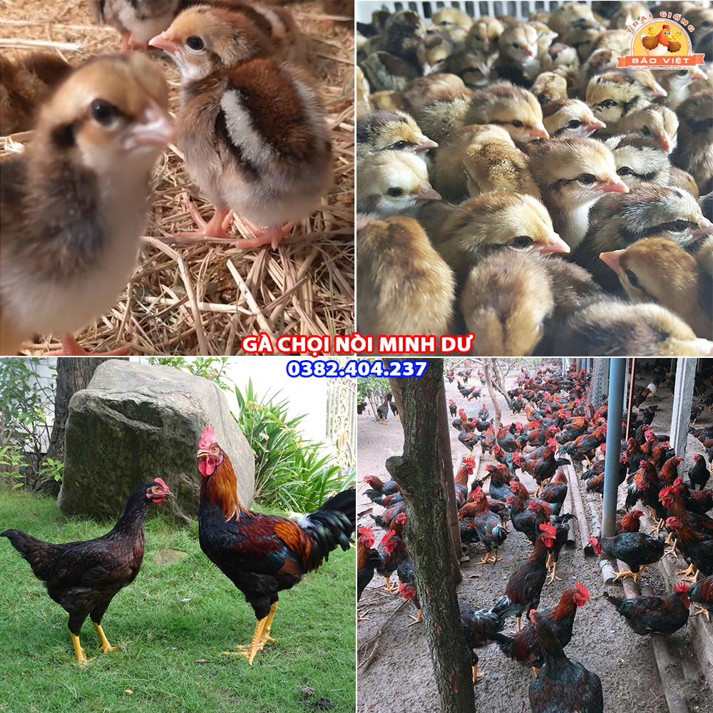 giống gà chọi nòi Minh Dư