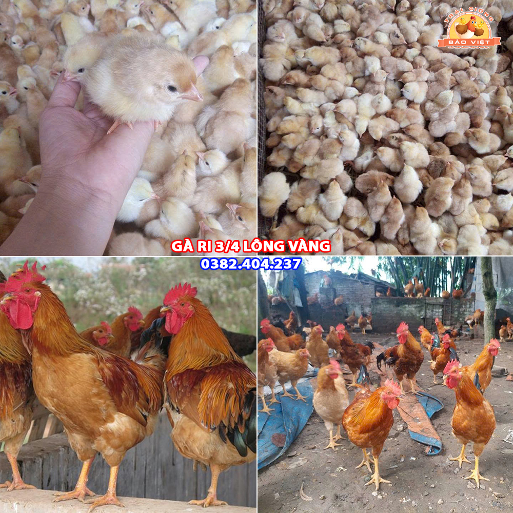 giống gà ri 3/4 vàng rơm