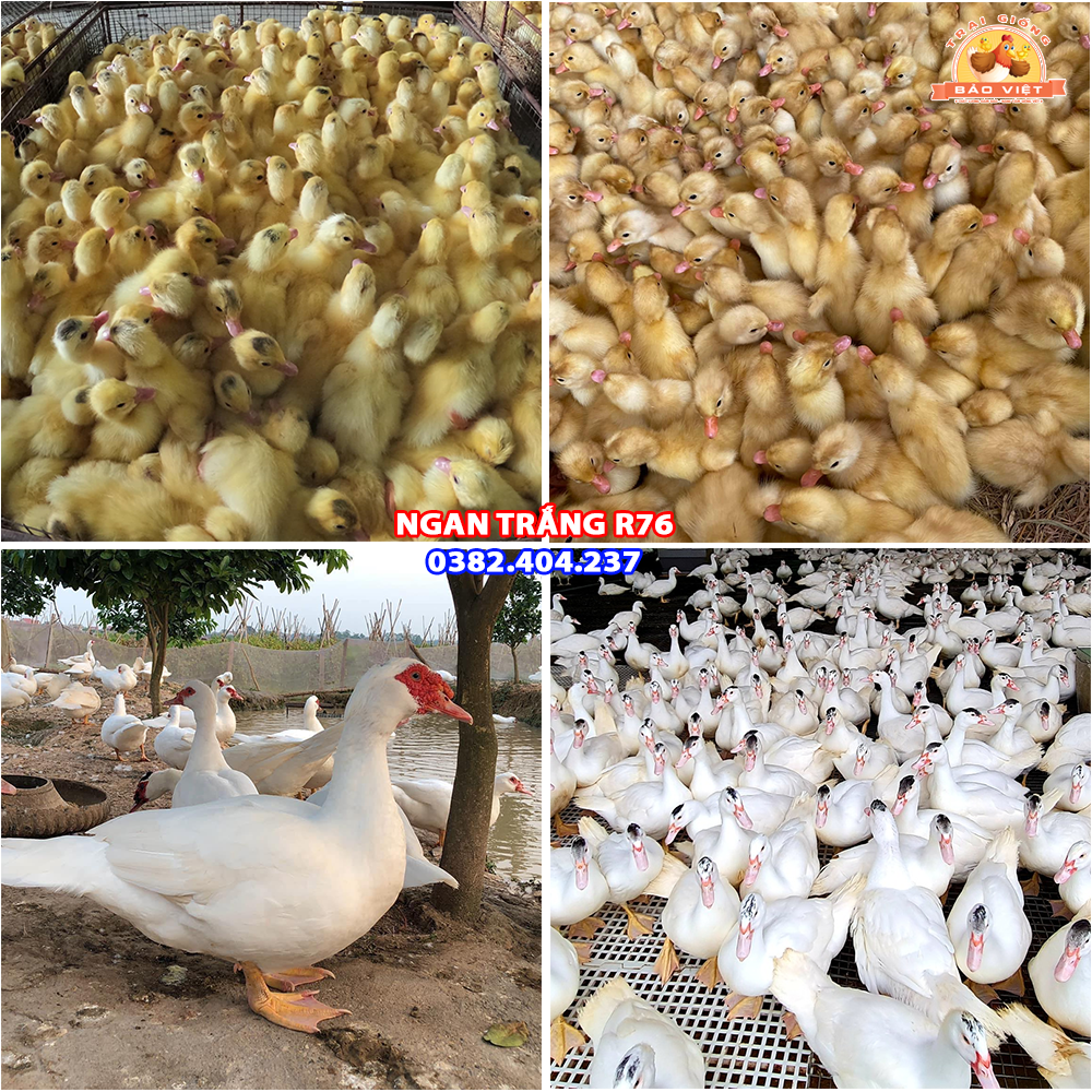 Giống Ngan R76 Siêu Thịt