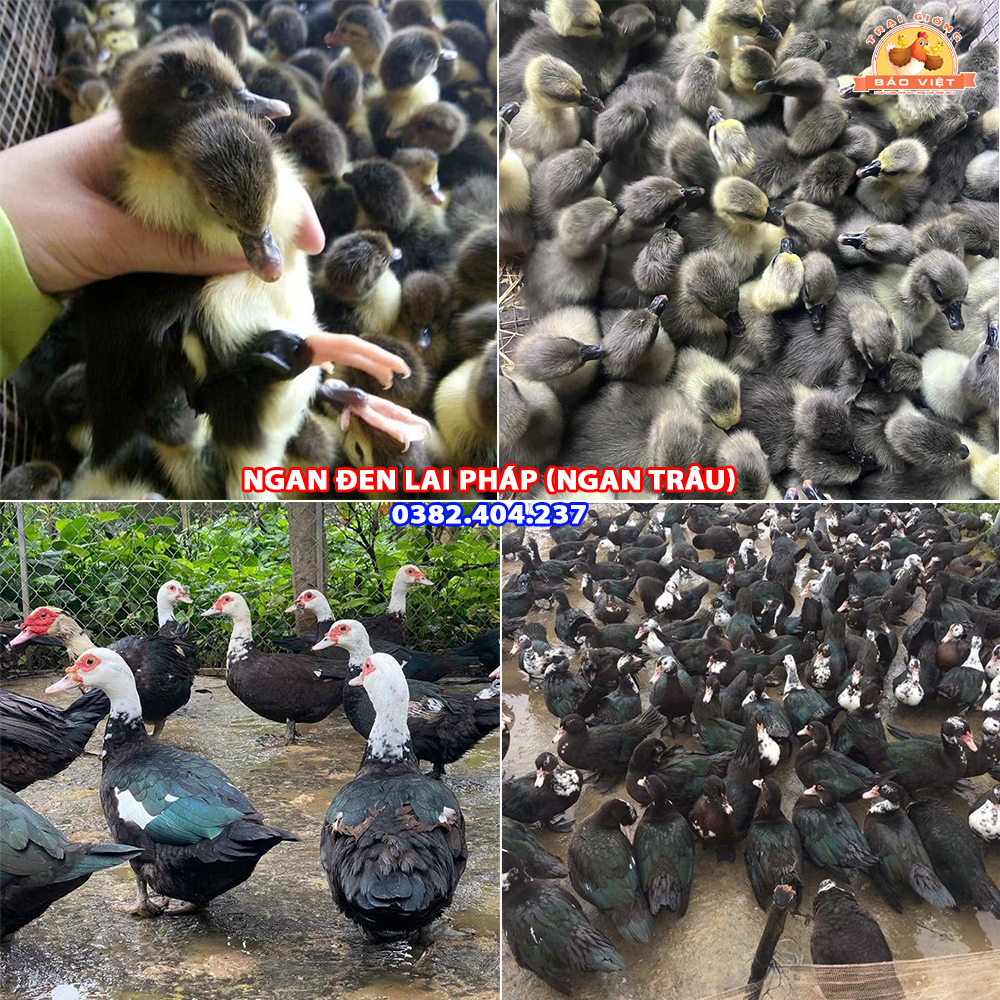 giống ngan đen lai pháp