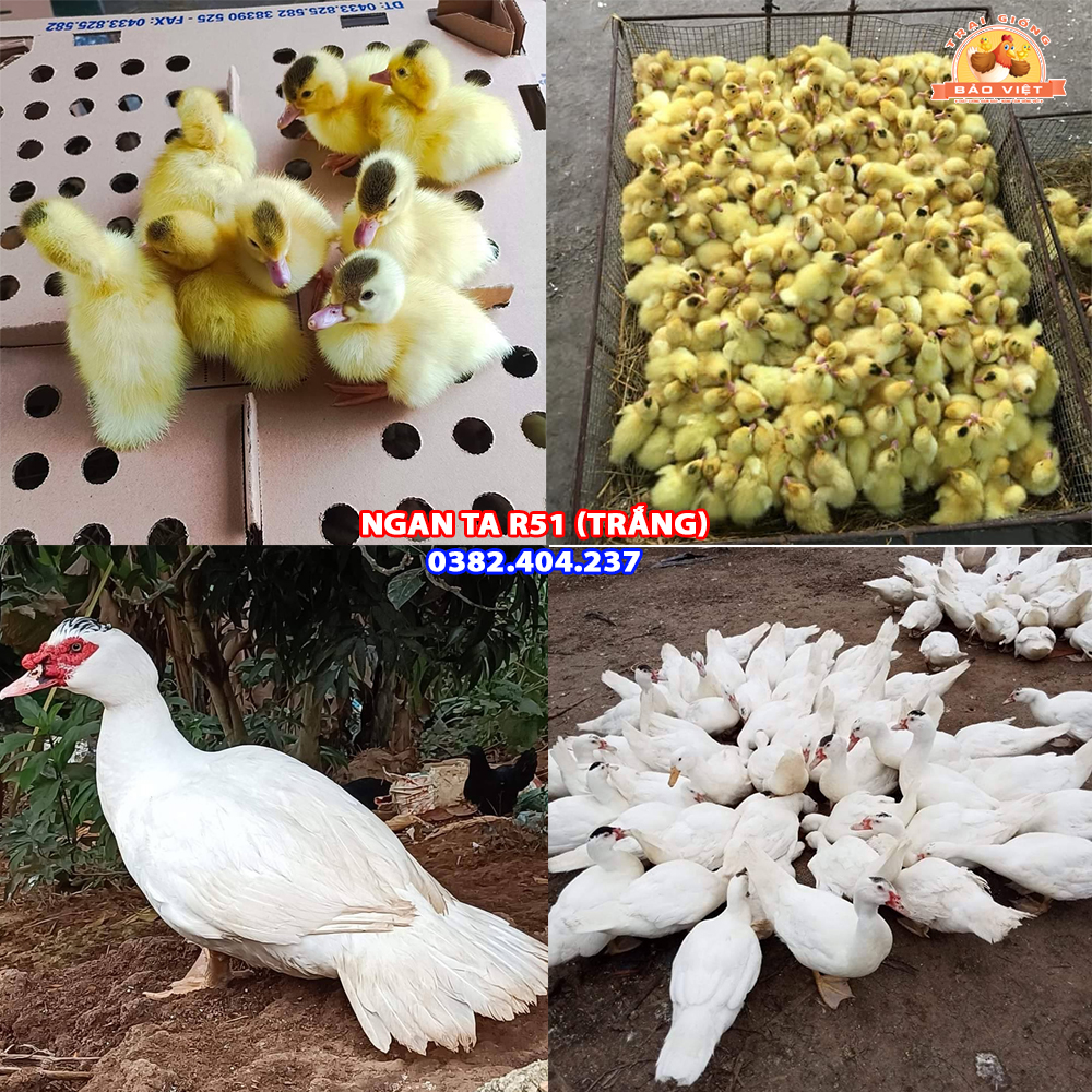 giống ngan ta R51