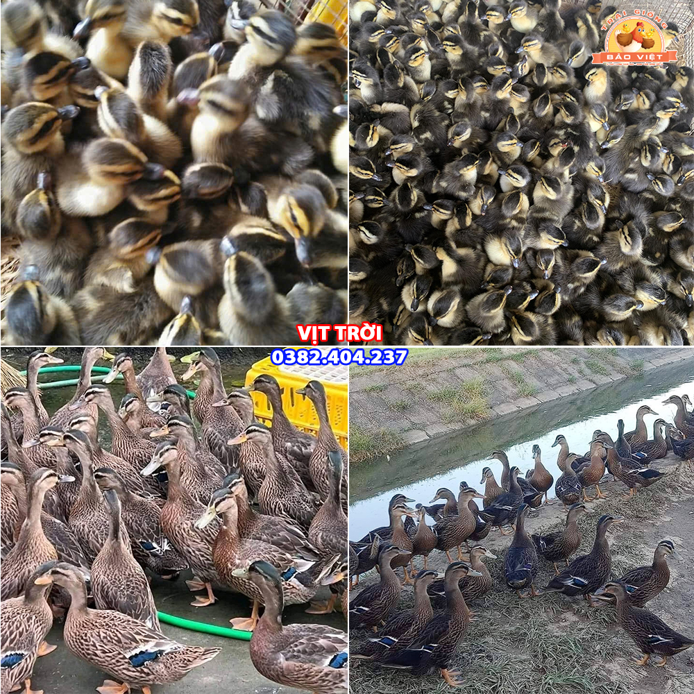 giống vịt trời