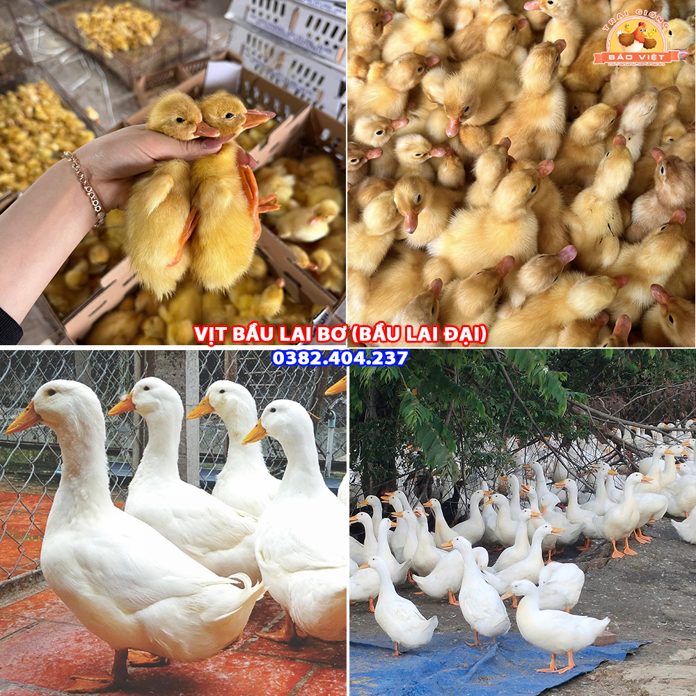 giống vịt bầu lai bơ
