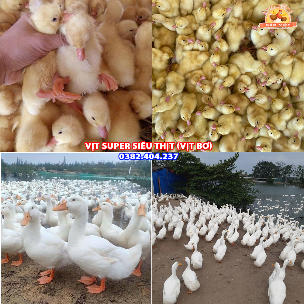 giống vịt bơ siêu thịt